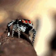 Image result for Funny Jumping Spider