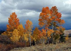 Image result for Aspen Forest Sillohette