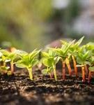 Image result for Permafrost Soil Close View