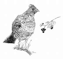 Image result for State Bird Coloring Page