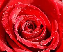 Image result for High Resolution Roses