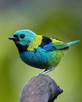 Image result for Green Colored Birds