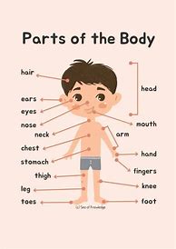 Image result for Body Part Activity for Preschool