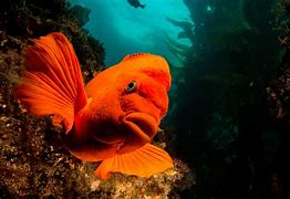 Image result for Coral Fish Coloring Pages