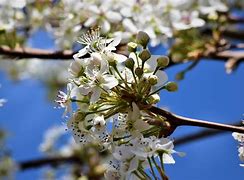 Image result for Bradford Pear Tree Silhouette