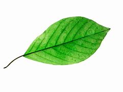 Image result for Birch Leaf Silhouette