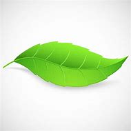 Image result for Leaf Vector Illustration