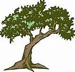 Image result for Bald Cypress Tree Clip Art