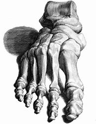 Image result for Skeleton Feet Drawing