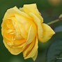 Image result for Bright Yellow Roses