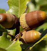 Image result for Oak Tree Acorn Nut