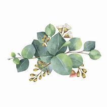 Image result for Eucalyptus Leaves Clip Art