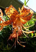 Image result for Teal Tiger Lily Flowers