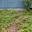 Image result for Poison Ivy Vine Growing Up a Tree