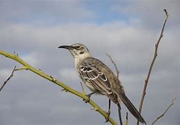 Image result for Mocking Bird Identification