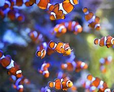 Image result for Finding Nemo Clownfish