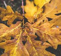 Image result for Maple Leaf Oak Tree