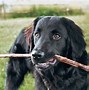 Image result for Australian Shepherd Golden Retriever Mix Puppies