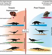 Image result for evolution of animals