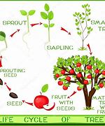 Image result for Apple Tree Life Cycle