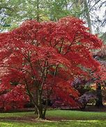 Image result for Maple Willow Wind