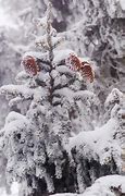 Image result for Evergreen Trees Winter Drop