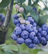 Image result for Blueberry Bush Fall