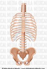 Image result for Rib Cage and Pelvis