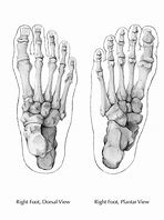 Image result for Skeleton Feet Drawing