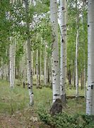 Image result for Aspen Trees Snow