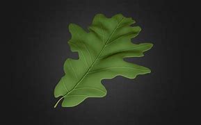 Image result for oak leaf outline