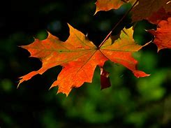 Image result for Autumn Leaves Branch