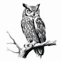 Image result for Owl On Branch Print Out