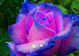 Image result for Valentine Roses Love You Eomji