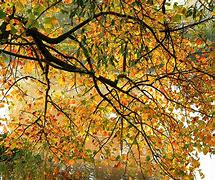 Image result for Branches of Botany