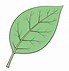 Image result for Leaf Drawing for Kids Coloring