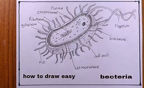 Image result for Bacteria Drawing