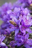 Image result for Dwarf Purple Rhododendron