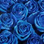 Image result for Bright Colored Roses