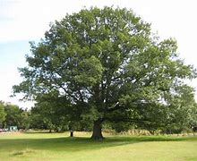 Image result for Red Oak Tree Leaf Autumn Template