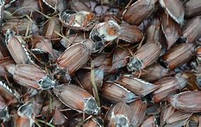 Image result for Pile of Bugs