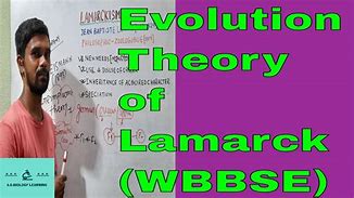 Image result for Human Evolution Theory