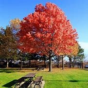 Image result for American Red Oak Tree