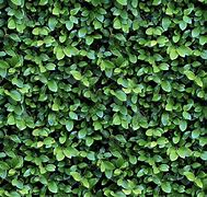 Image result for Bush Texture A4 Size