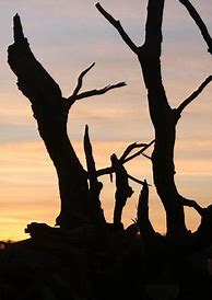 Image result for Tree Silhouette Wall Decal