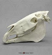 Image result for Horse Skull Lower Jaw