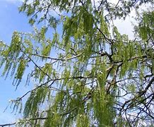 Image result for Weeping Willow Buds