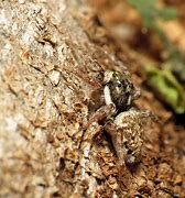 Image result for Jumping Spider Cartoon