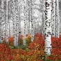 Image result for Eyes On Aspen Tree Bark