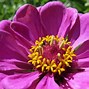 Image result for Bright Colored Flowers